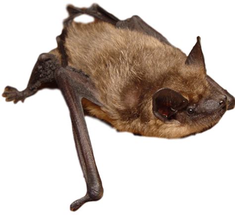 Bat Removal Services Near Me | Michigan Bat Control