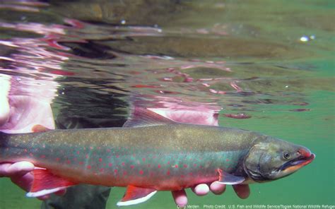 Dolly Varden – Western Native Trout