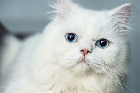 The Difference Between an Albino Cat and a White Cat - Catster