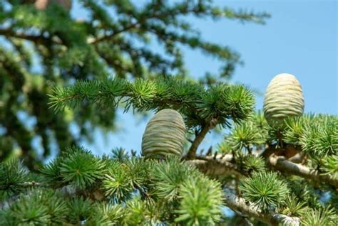 Types Of Cedar Pine Trees