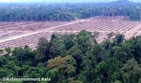 Photos highlight level of Bornean orangutan habitat destruction