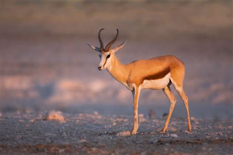 15 African Animals With Horns - Everything You Need to Know