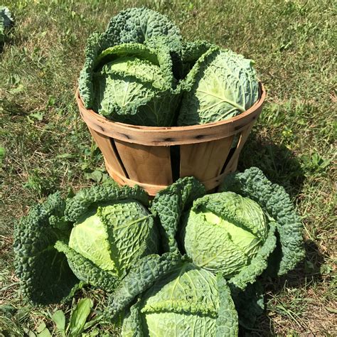 Savoy Cabbage - Red Hill Harvest