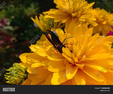 Sphex Pensylvanicus, Image & Photo (Free Trial) | Bigstock