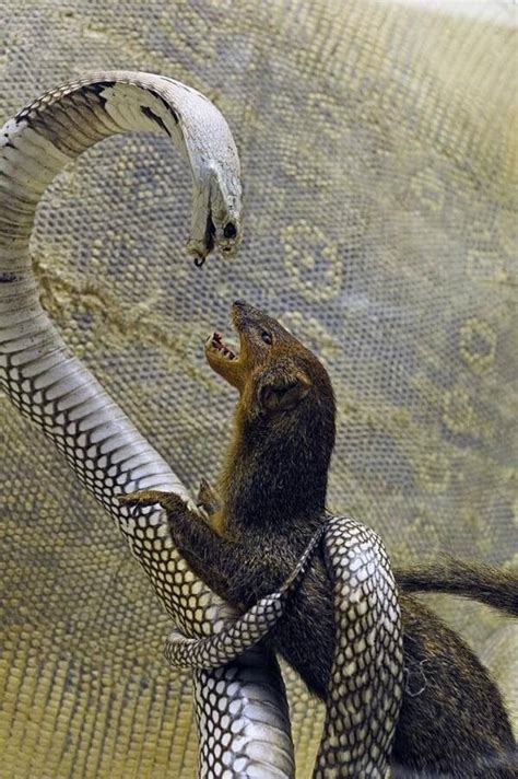 42 best COBRA vs MONGOOSE images on Pinterest | Mongoose, Snakes and ...