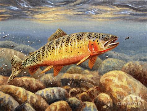 Cutthroat Trout Painting by Cynthie Fisher - Fine Art America