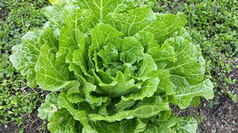 Chinese cabbage: nutrition facts and health benefits - Nutrition and Innovation