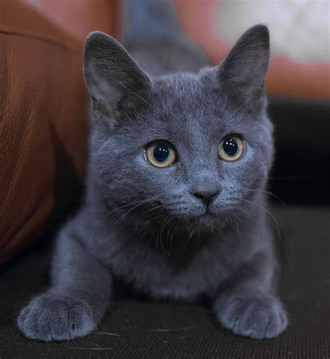 She puts the "blue" in Russian Blue. (x-post AWW) : cats