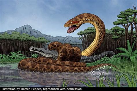 Titanoboa cerrejonensis, illustration by Darren Pepper. ‬Titanoboa ranged in size from‭ ‬12.8 ...