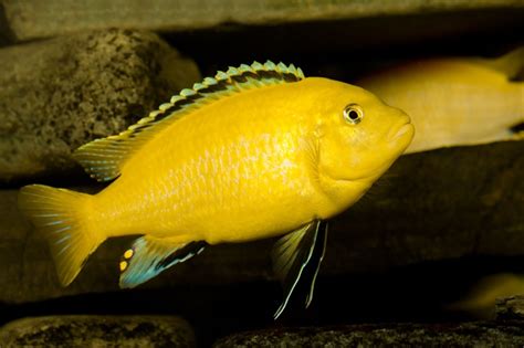 Electric Yellow Cichlid: What You Need to Know Before Getting One