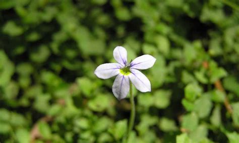 Blue Star Creeper Care: A Great Ground Cover | Epic Gardening