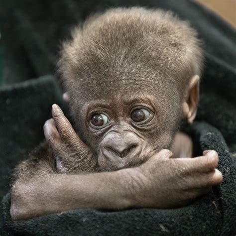 Oh, how sweet it is! Our new baby gorilla has a name!