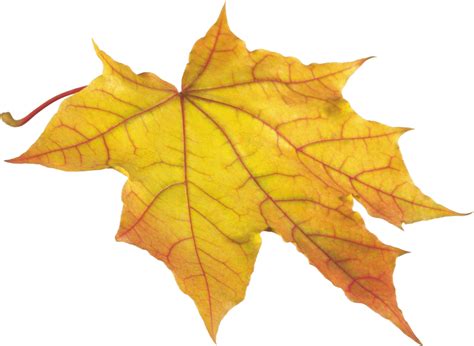 Free photo: Yellow Autumn Leaves - Autumn, Orange, Tree - Free Download - Jooinn