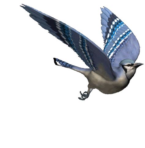 flying bird animated clipart 20 free Cliparts | Download images on Clipground 2024