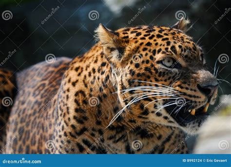 Angry leopard stock photo. Image of look, nose, outdoor - 8992124