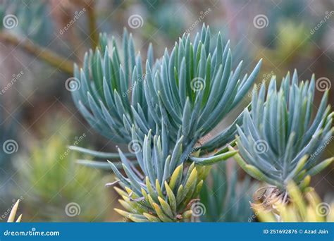 Xerophyte Desert Plants Growing in Garden. Stock Photo - Image of blossoming, flora: 251692876