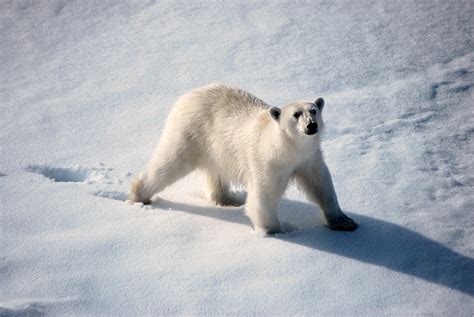 Expedition Cruises to the Arctic, Antarctica and the Galapagos