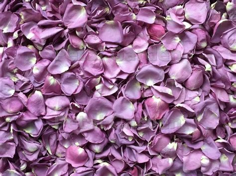 Petal Garden - Freeze Dried Petals - Purple