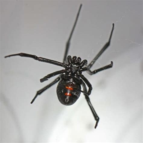 Latrodectus Variolus - Northern Black Widow - USA Spiders