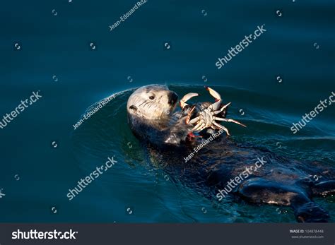 1,538 Sea otter eating Stock Photos, Images & Photography | Shutterstock