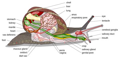 Slug and Snail Anatomy