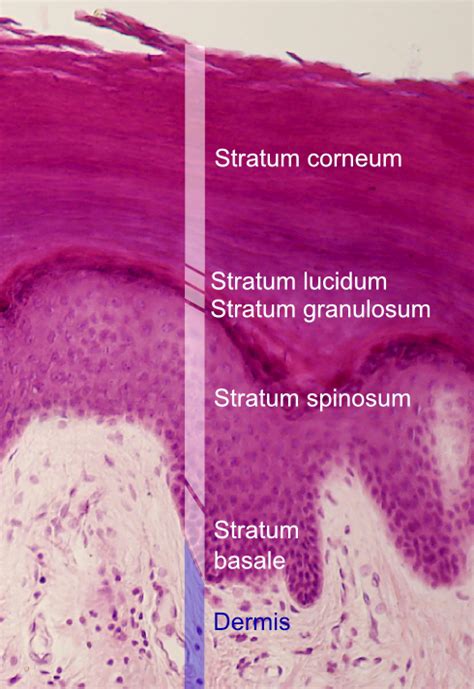 Stratum lucidum definition - Function of stratum lucidum layer | the dynamic natural skin care