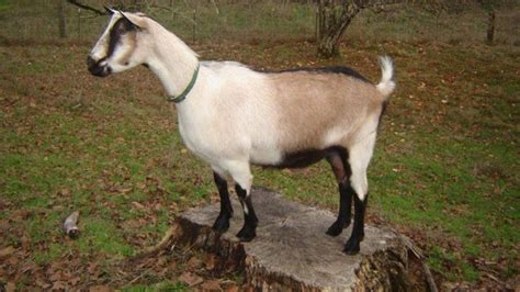 Alpine Goat - Breeds List