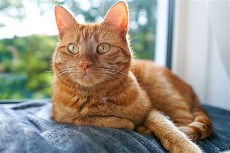 10 Adorable Orange Cat Breeds | Friendly Orange Breeds of Cats