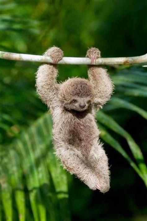 Cute Sloth Wallpaper - WallpaperSafari