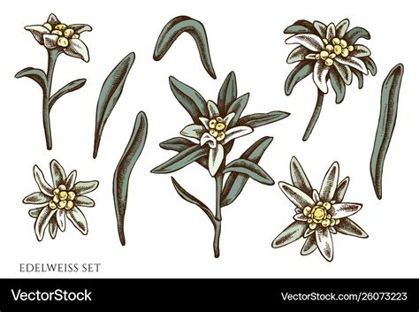 Edelweiss Flower Drawing | Best Flower Site