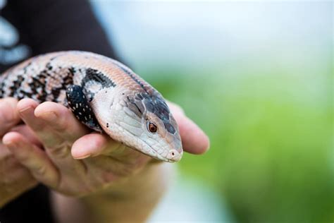 6 Popular Pet Skink Species: Types You Can Keep at Home