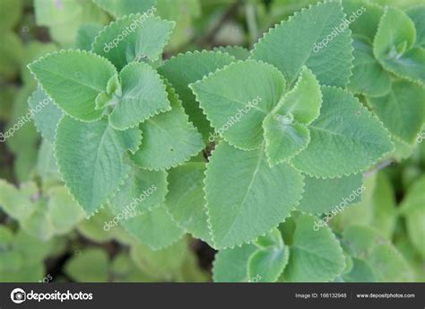 Plectranthus amboinicus or Coleus Amboinicus leaves herbal Stock Photo by ©eaglesky 166132948