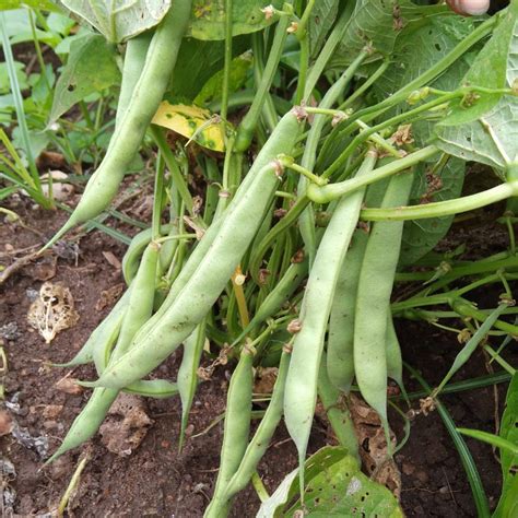 Bush Beans | Sahaja Seeds