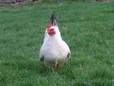 10 Common Miniature Chicken Breeds - Livestocking