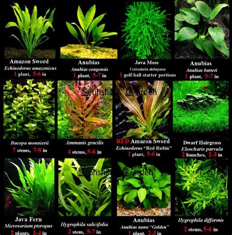 Aquatic Plants With Names