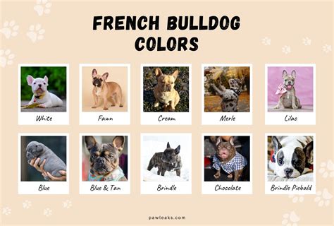 French Bulldog Colors – All Frenchie Colors Explained | PawLeaks