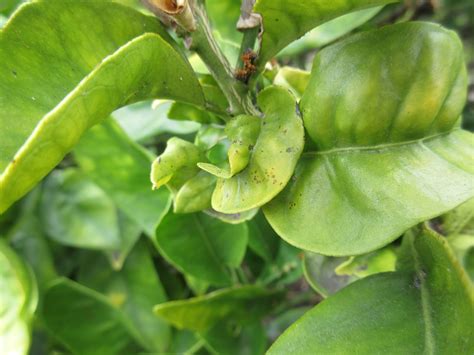 Ask Gardenerd: Curling Leaves on Lemon Tree - Gardenerd