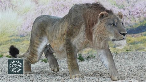 Britain's Stone Age animals: the cave lion