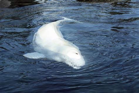 Beluga Whale Adaptations for Almost Everything are Totally Awing ...