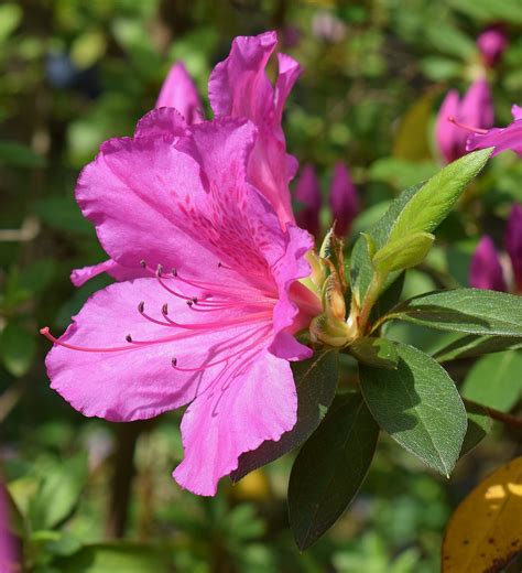 Hot Pink Azalea Flower · Free photo on Pixabay