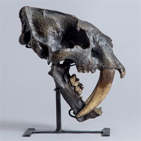 Sabertooth "Tiger" Skull (REPLICA) – SkullStore Inc.