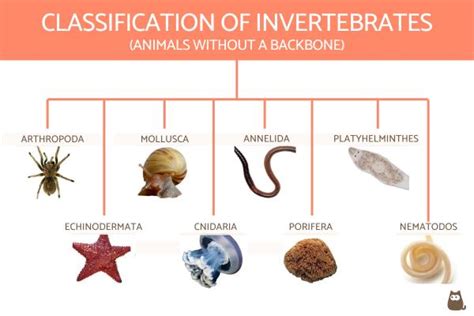 Examples Of Invertebrates