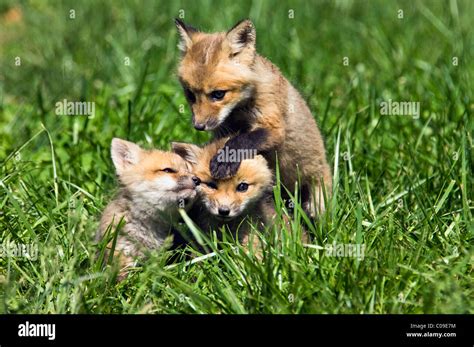 Three Baby Red Foxes Playing Together in Floyd County, Indiana Stock ...