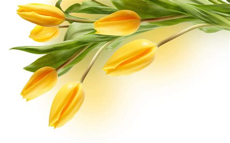 Tulip Flower Yellow wallpaper | 2560x1600 | #23639