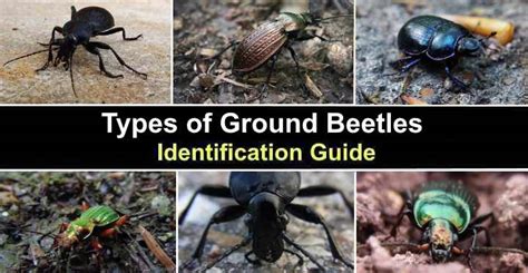 Ground Beetle Life Cycle