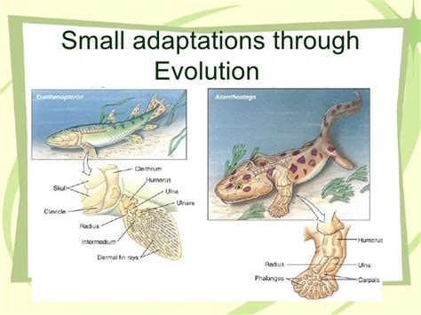 4 11-12 amphibians