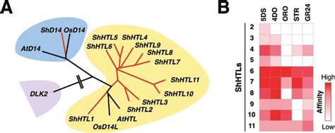 The strigolactone receptors in S. hermonthica. (A) Phylogenetic tree... | Download Scientific ...