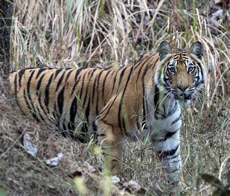 Three cheers for India's Tigers! - Rediff.com India News