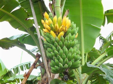 Jual Bibit Pohon Pisang - TAMANTROPIS