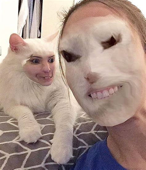 Cat Face Swaps You Can't Unsee – Meowingtons